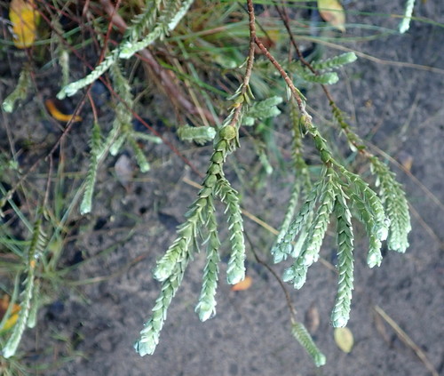 Gnidia chrysophylla (Gnidia chrysophylla)
