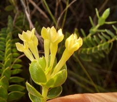 Gnidia chrysophylla (Gnidia chrysophylla)