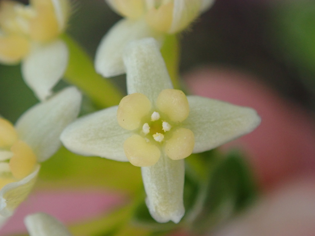 Gnidia chrysophylla (Gnidia chrysophylla)