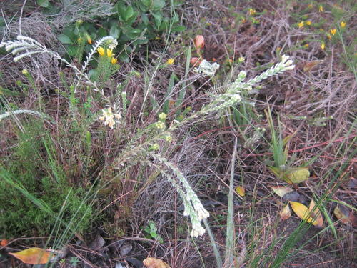 Gnidia chrysophylla (Gnidia chrysophylla)