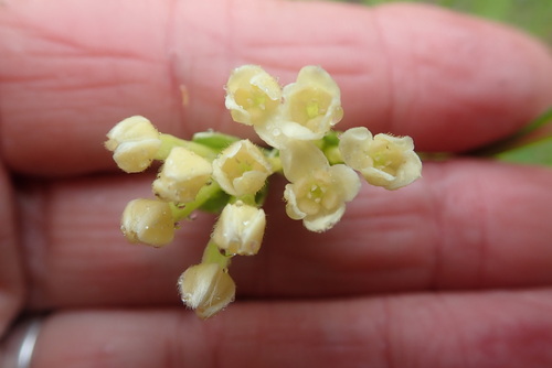 Gnidia chrysophylla (Gnidia chrysophylla)