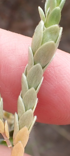Gnidia chrysophylla (Gnidia chrysophylla)