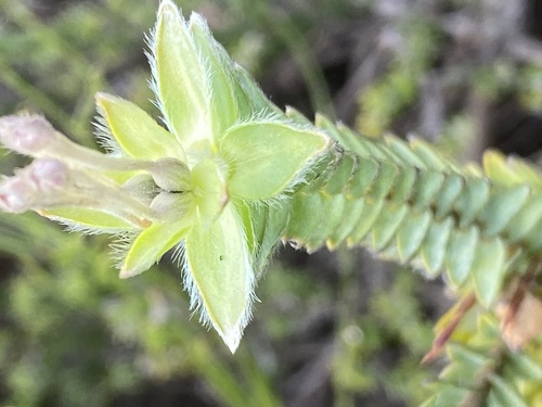 Gnidia chrysophylla (Gnidia chrysophylla)