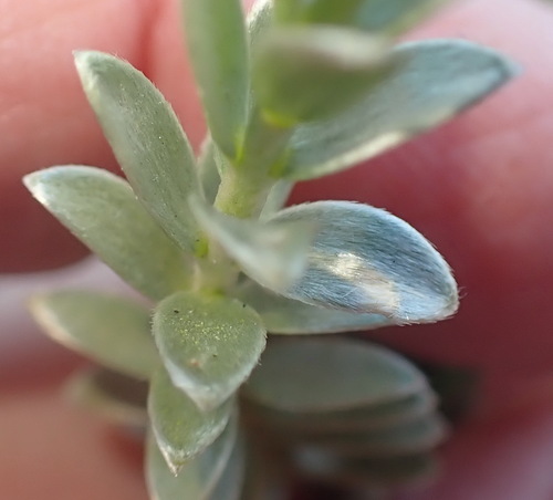 Gnidia chrysophylla (Gnidia chrysophylla)