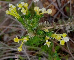 Gnidia chrysophylla (Gnidia chrysophylla)