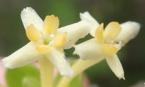 Gnidia chrysophylla (Gnidia chrysophylla)