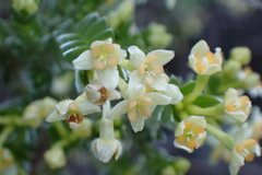 Gnidia chrysophylla (Gnidia chrysophylla)