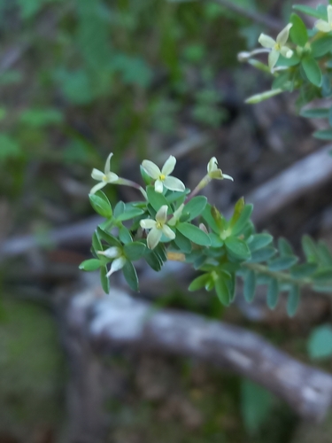 Gnidia inconspicua (Gnidia inconspicua)
