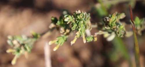 Gnidia inconspicua (Gnidia inconspicua)