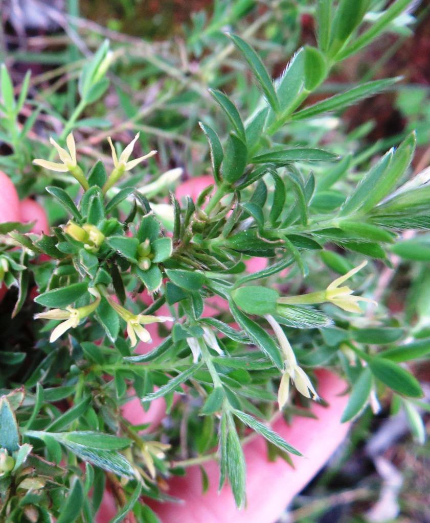 Gnidia inconspicua (Gnidia inconspicua)