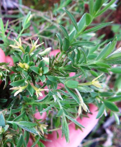 Gnidia inconspicua (Gnidia inconspicua)