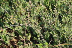 Gnidia laxa (Gnidia laxa)