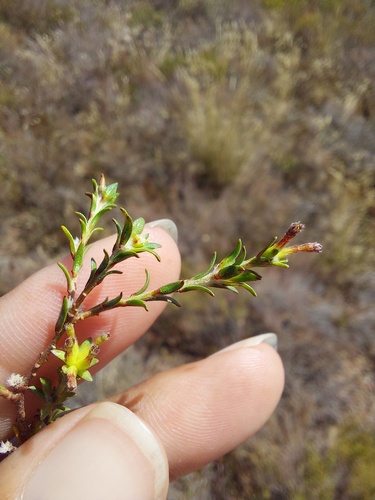 Gnidia laxa (Gnidia laxa)