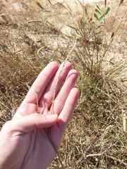 Gnidia laxa (Gnidia laxa)