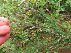 Gnidia laxa (Gnidia laxa)