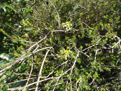 Gnidia laxa (Gnidia laxa)