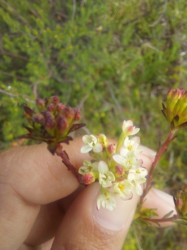 Gnidia laxa (Gnidia laxa)