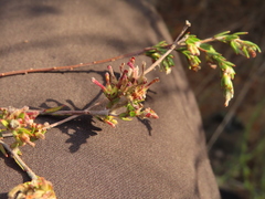 Gnidia laxa (Gnidia laxa)