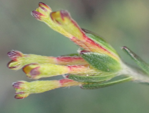 Gnidia laxa (Gnidia laxa)