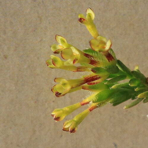 Gnidia laxa (Gnidia laxa)