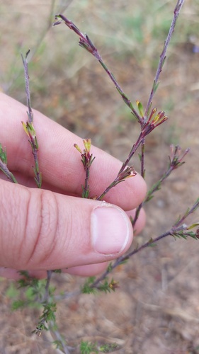 Gnidia laxa (Gnidia laxa)