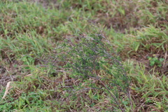 Gnidia laxa (Gnidia laxa)