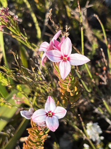 Gnidia linearifolia (Gnidia linearifolia)