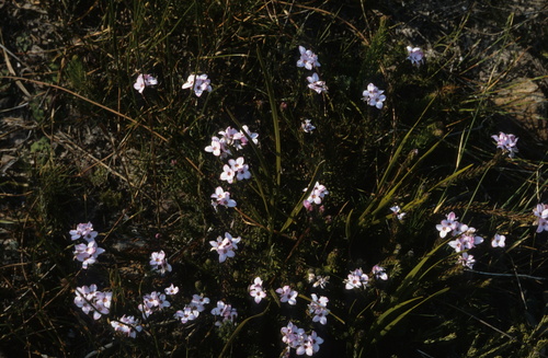 Gnidia linearifolia (Gnidia linearifolia)