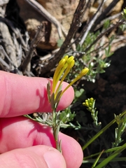 Gnidia meyeri (Gnidia meyeri)