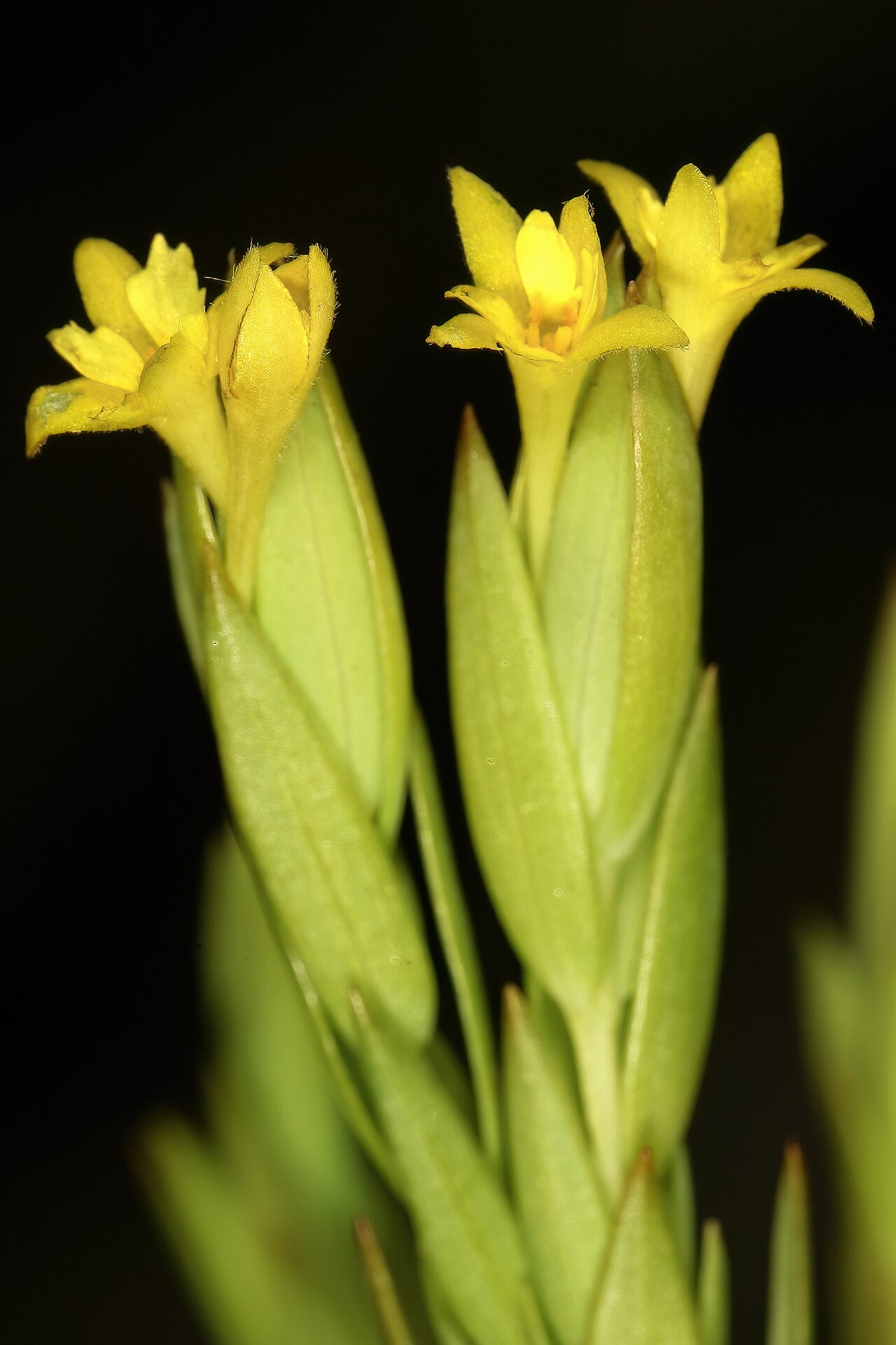 Gnidia myrtifolia: Gnidia myrtifolia , flowers; in recently burned grassland, Mnyameni River, above Nxa Xas Falls, Pondoland, Eastern Cape, South Africa