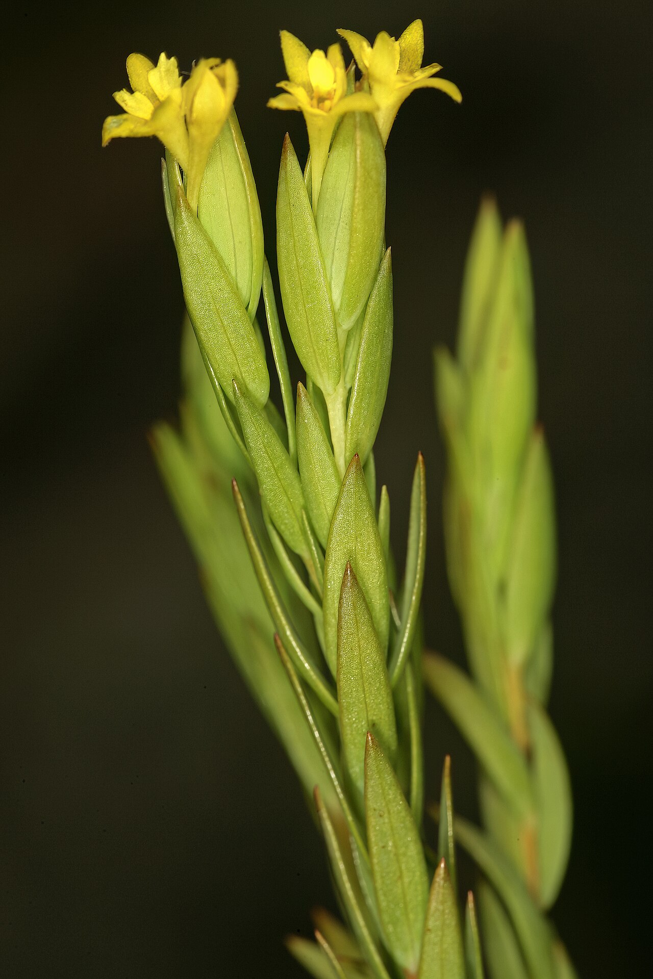 Gnidia myrtifolia: Gnidia myrtifolia , flowers; in recently burned grassland, Mnyameni River, above Nxa Xas Falls, Pondoland, Eastern Cape, South Africa