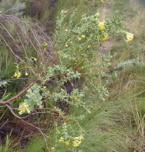 Gnidia oppositifolia (Gnidia oppositifolia)