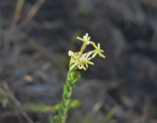Gnidia oppositifolia (Gnidia oppositifolia)