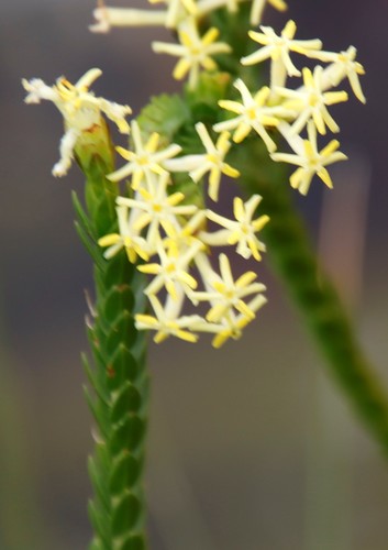 Gnidia oppositifolia (Gnidia oppositifolia)