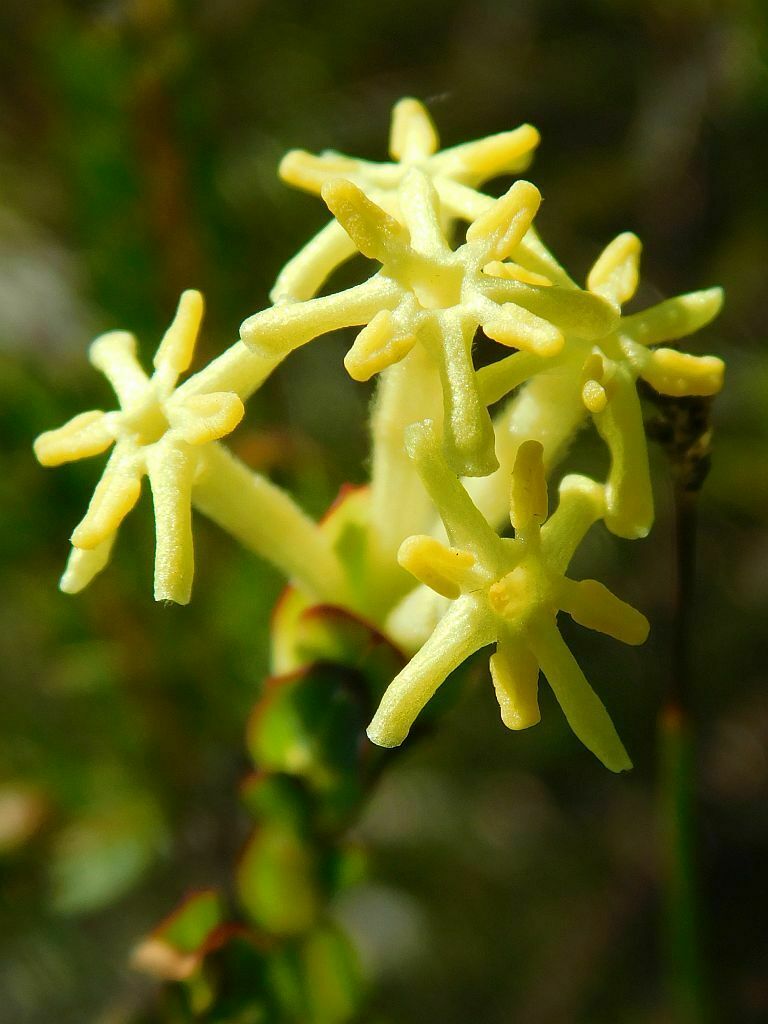 Gnidia oppositifolia (Gnidia oppositifolia)