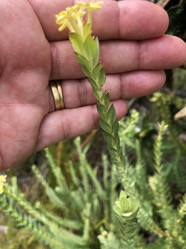 Gnidia oppositifolia (Gnidia oppositifolia)