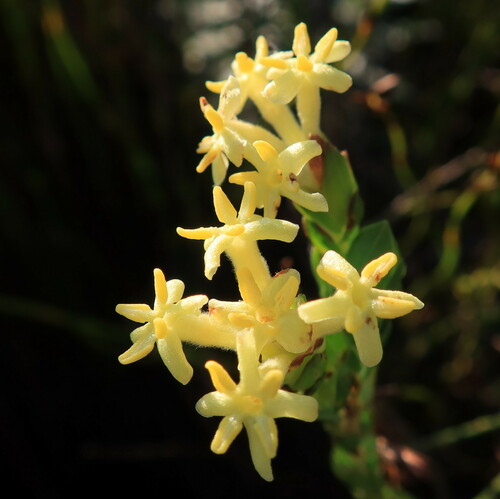 Gnidia oppositifolia (Gnidia oppositifolia)