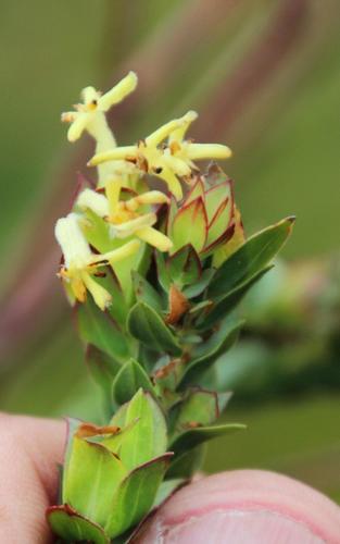 Gnidia oppositifolia (Gnidia oppositifolia)