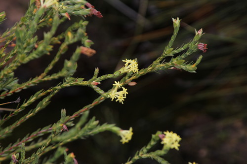Gnidia oppositifolia (Gnidia oppositifolia)