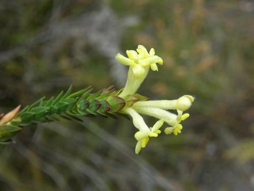 Gnidia oppositifolia (Gnidia oppositifolia)