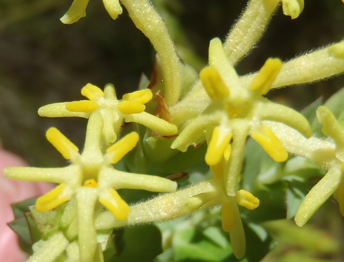 Gnidia oppositifolia (Gnidia oppositifolia)