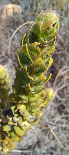 Gnidia ornata (Gnidia ornata)
