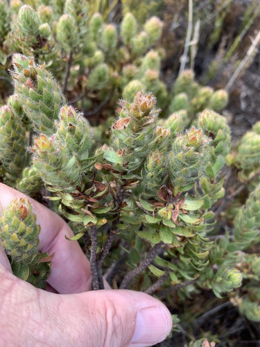 Gnidia ornata (Gnidia ornata)