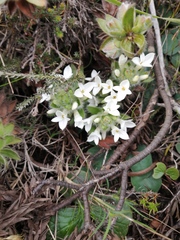 Gnidia ornata (Gnidia ornata)