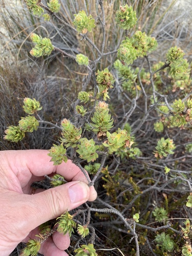 Gnidia ornata (Gnidia ornata)
