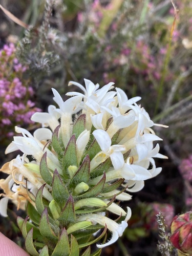 Gnidia ornata (Gnidia ornata)