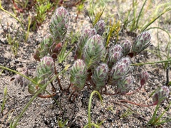 Gnidia ornata (Gnidia ornata)
