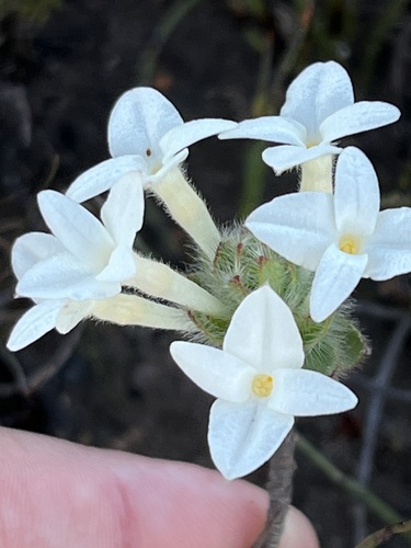 Gnidia ornata (Gnidia ornata)