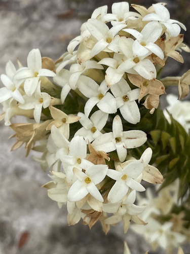 Gnidia ornata (Gnidia ornata)