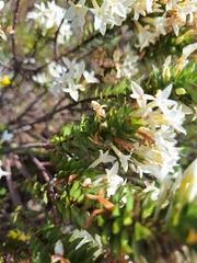 Gnidia ornata (Gnidia ornata)